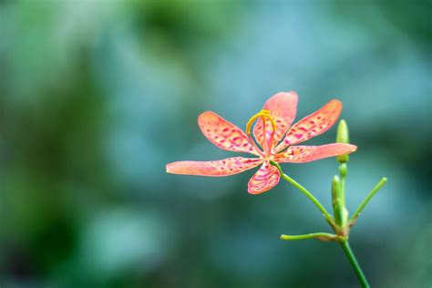 Planta Naturaleza Flor Foto Gratis En Pixabay Pixabay