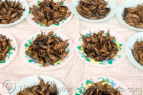 Roasted Crickets Edible Insects Entomophagy Laos