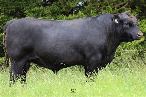 Angus Bull Sires Ai Sires Australia Absolute Angus