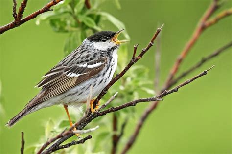 20 Stunning Warblers To Look For In Spring Birds And Blooms