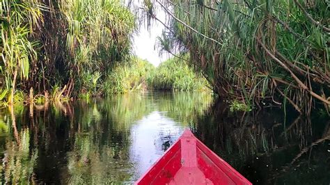 Spot Toman Taman Nasional Sebangau Palangkaraya Kalimantan Tengah