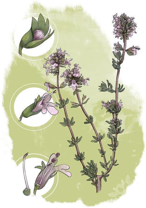 Ilustracion Botanica Thymus Vulgaris Herb Art Botanical Watercolor