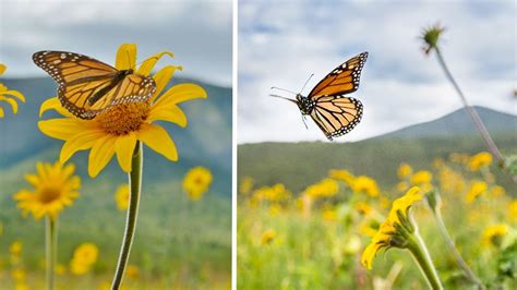 En Su Viaje Desde Canad Y Estados Unidos La Mariposa Monarca Visita