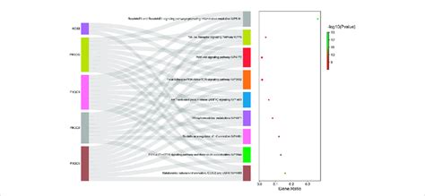 Kegg Pathway Enrichment Analysis For The Common Target Genes Of