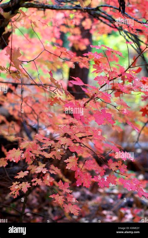 Fall colors in Oak Creek Canyon Stock Photo - Alamy