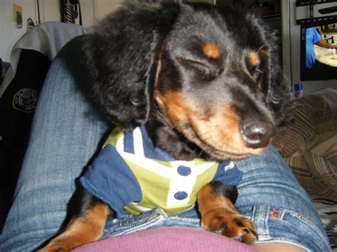 Mini Doxie | Dachshund lovers, Doxie dogs, Weenie dogs