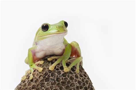 Premium Photo | Green tree frog on white background