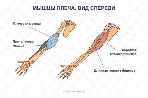 Строение руки человека названия фото