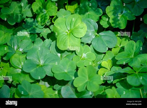 Large Green Clover Field Stock Photo Alamy