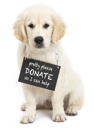 Diggity Dogs Service Dogs Inc In Dogs We Trust Donations