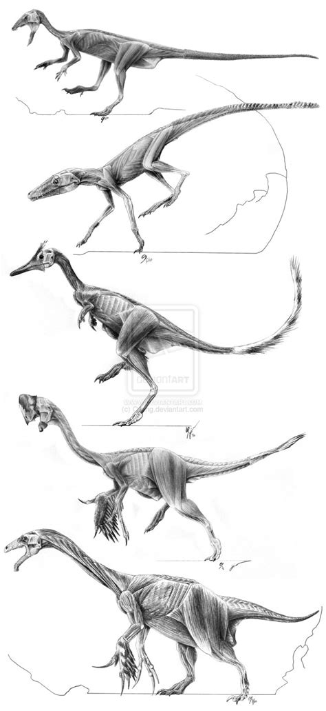 Archosaur Muscle Studies By Qilong On Deviantart Dinosaur Art