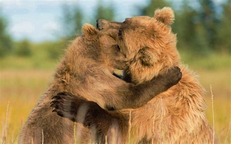 Download Cute Hug Couple Brown Bear Animal Bear Hd Wallpaper