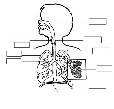 El Sistema Respiratorio Para Dibujar Imagui