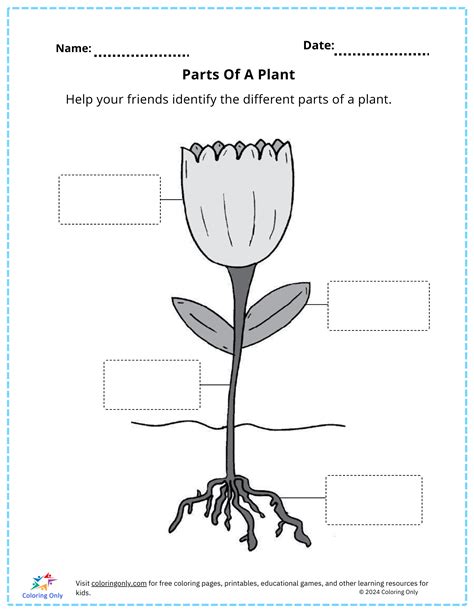 Parts Of A Plant Free Printable Worksheet