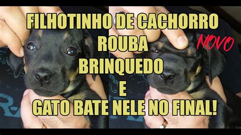 Filhote De Cachorro Roubando Brinquedo Do Gato E Apanha No Final YouTube