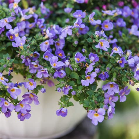 Bacopa Blue Garden Express