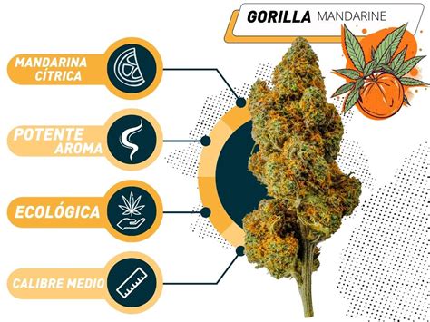 La Resinosa Y Compacta Gorilla Mandarine Cbd Collectors