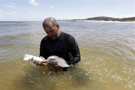 Rescued baby dolphin | Animals