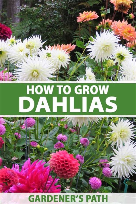 When Can You Plant Dahlias Back Gardener