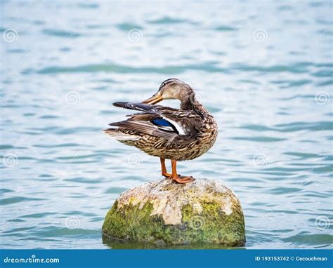 Female Duck Preening On A Rock In The Lake Stock Photo Image Of