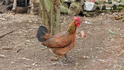 ayam kampung chicken breed info chicken chicks info