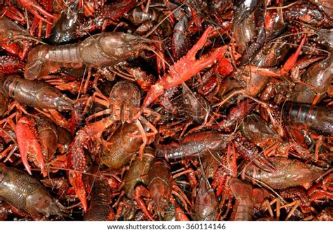 167 Live Louisiana Crawfish Images, Stock Photos, 3D objects, & Vectors ...