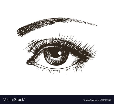 Hand Drawn Beautiful Female Eye Royalty Free Vector Image