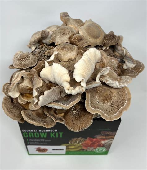 Shiitake Mushroom Grow Kit (5lbs)