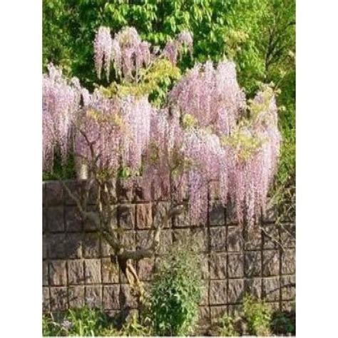 GLYCINE DU JAPON ROSE WISTERIA FLORIBUNDA ROSEA Cdiscount Jardin