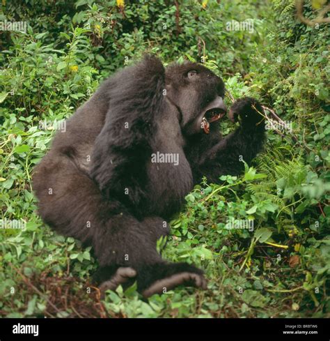 Female gorilla yawning hi-res stock photography and images - Alamy