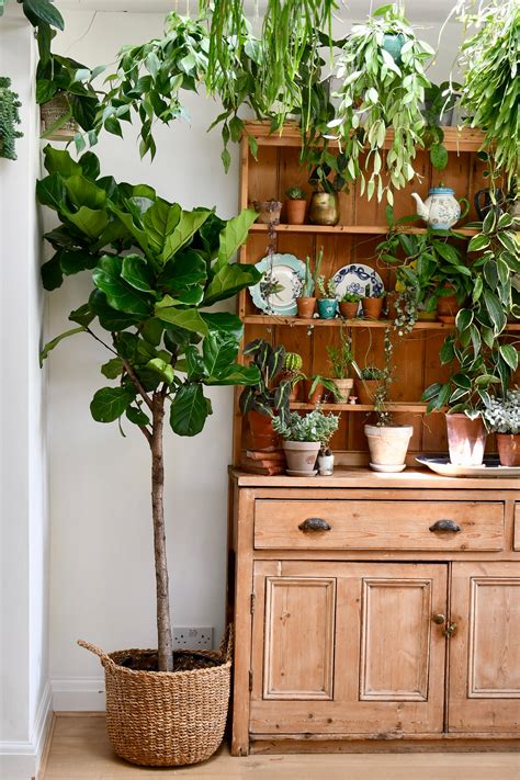 Fycus Lyrata Fiddle Leaf Fig Tree 2m Lollipop Happyhouseplants