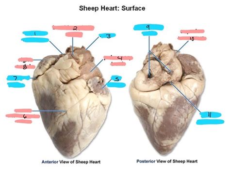 BIOL244 Exam Two Heart Sheep Heart Flashcards Quizlet