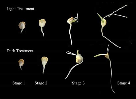 Corn Seed Germination