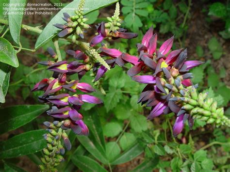 Plantfiles Pictures Callerya Species Evergreen Wisteria Callerya Reticulata By Kauai17