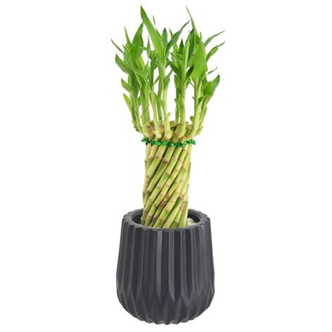 Arcadia Garden Products Green Tornado Bamboo House Plant In 4 5 In Pot