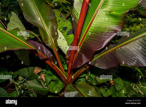 Red Banana Plant Stock Photos & Red Banana Plant Stock Images - Alamy