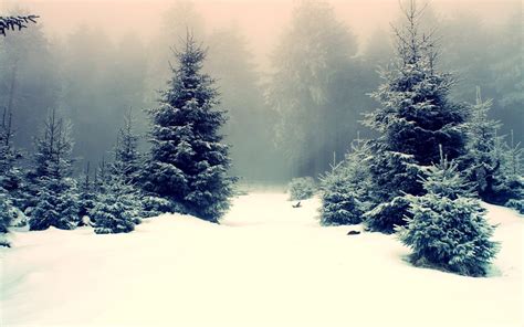 Online Crop Green Pine Trees Snow Winter Mist Trees Hd Wallpaper