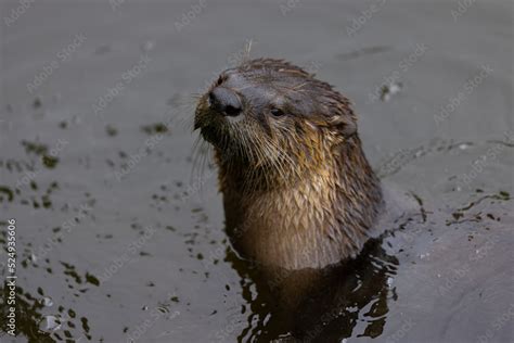 River otter, seen in the wild in North California Stock Photo | Adobe Stock