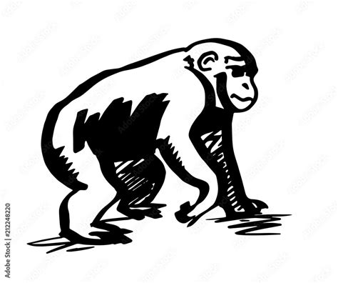 Chimpanzee. Monkey silhouette. Line drawing Stock Vector | Adobe Stock