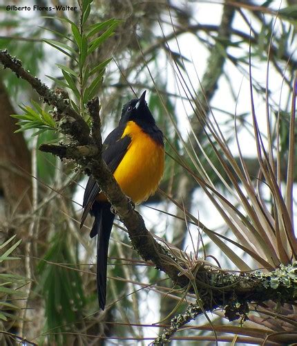 Black Vented Oriole Gilberto Flores Walter Flickr