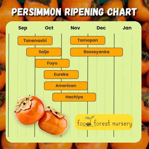 Persimmon Ripening Chart - When Is Persimmon Season?