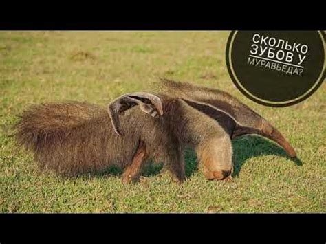 Сколько зубов у муравьеда? (энциклопедия чемпионов) - YouTube
