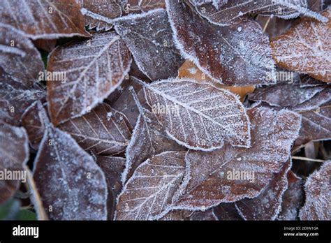 Autumn Leaves In First Early Frost Winter Background Stock Photo Alamy