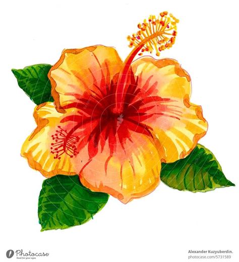 Gelbe Hibiskusblüte Handgezeichnete Aquarellskizze ein lizenzfreies