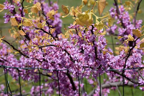 The Rising Sun Redbud Cercis Canadensis The Rising Sun In Denver