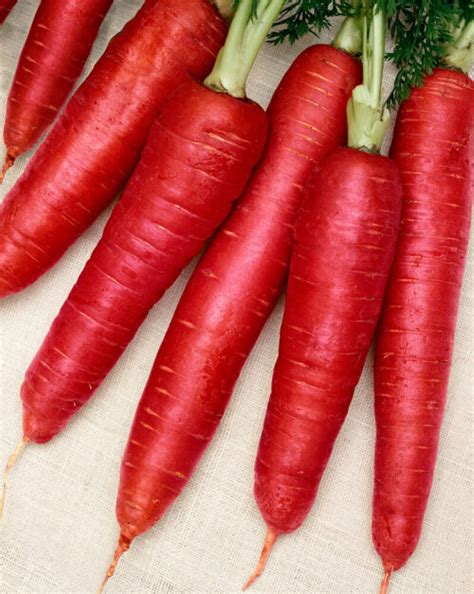 Atomic Red Carrot Seeds 1388 Osc Seeds