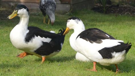 Magpie Duck Profile Farming Eggs Care Facts Bird Baron