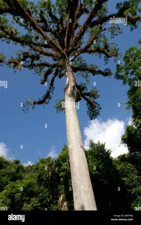 Giant Ceiba Tree Or Silk Cotton Tree At The Maya Ruins Of Tikal El