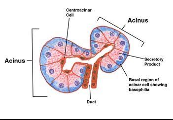 Pancreatic Anatomy Histology Flashcards Quizlet