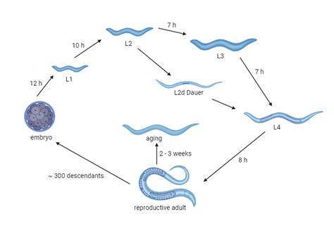 C Elegans Life Cycle Biorender Science Templates